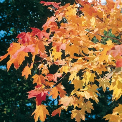 Acer PLATANOIDES fogliame in autunno