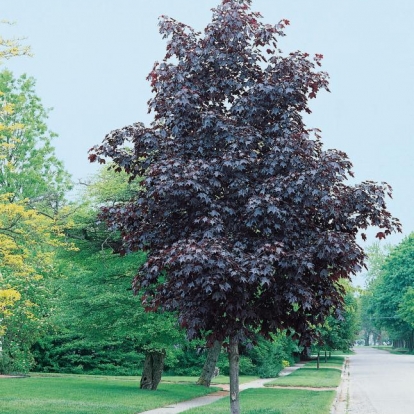 Acer PLATANOIDES 'CRIMSON KING' = 'SCHWEDLERI NIGRUM'