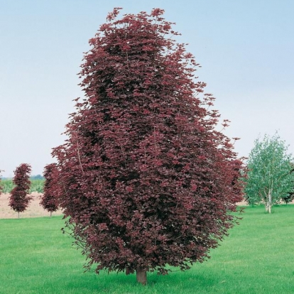 Acer PLATANOIDES 'CRIMSON SENTRY'