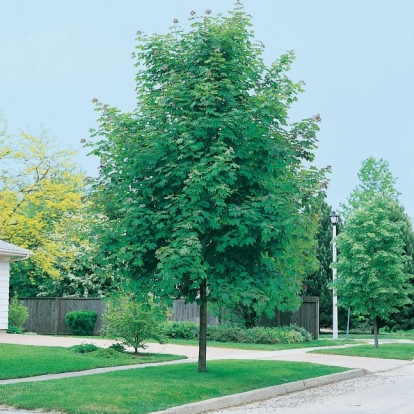 Acer PLATANOIDES 'EMERALD QUEEN'