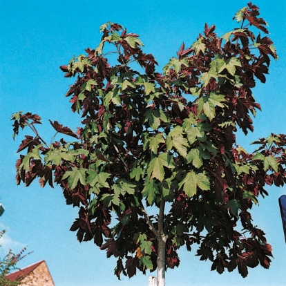 Acer PSEUDOPLATANUS 'PURPURASCENS'