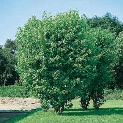 Acer SACCHARINUM 'PYRAMIDALIS'