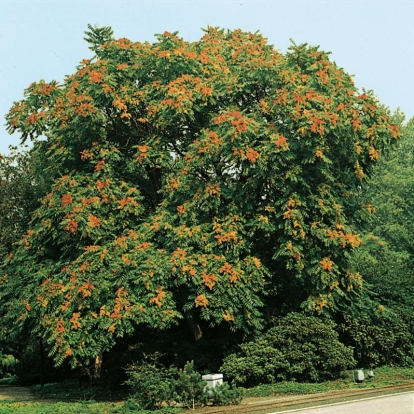 Ailanthus ALTISSIMA