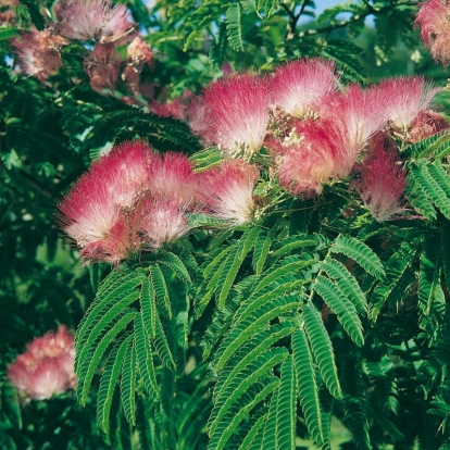 Albizia JULIBRISSIN o Mimosa di Constantinopoli