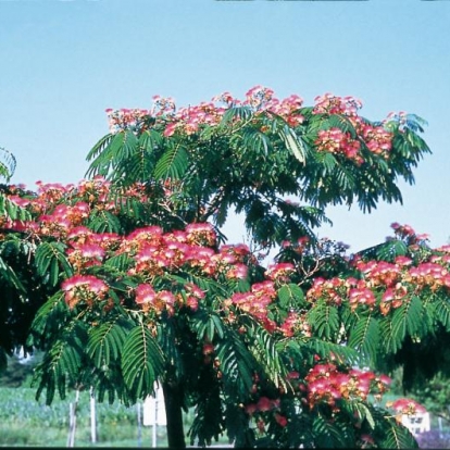 Albizia JULIBRISSIN OMBRELLA® 'BOUBRI'