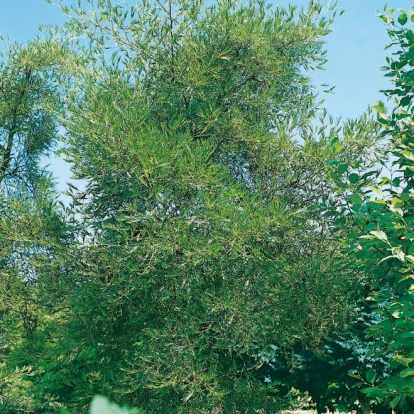 Alnus GLUTINOSA 'IMPERIALIS'