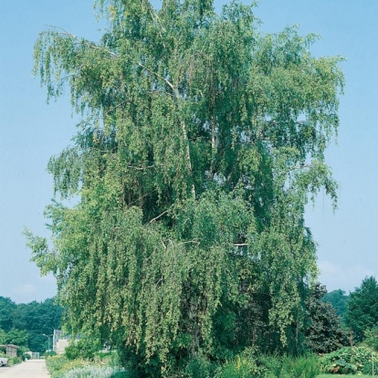 Betula PENDULA 'TRISTIS'