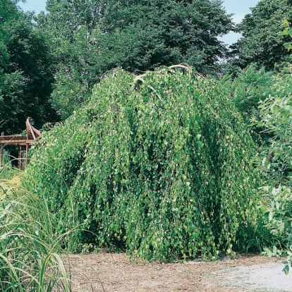 Betula PENDULA 'YOUNGII' (innestata al piede)