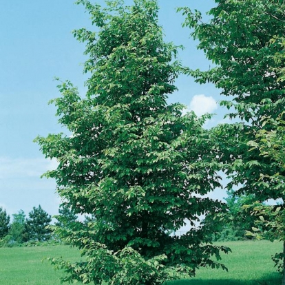 Carpinus BETULUS