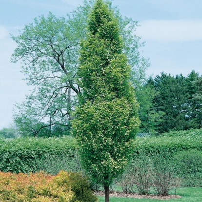 Carpinus BETULUS 'FASTIGIATA' = 'PYRAMIDALIS'