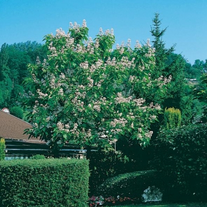 Catalpa BIGNONIOIDES o Catalpa Comune