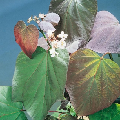 Catalpa BIGNONIOÏDES x ERUBESCENS 'PURPUREA'