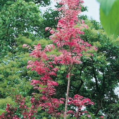 Cedrela SINENSIS 'FLAMINGO'