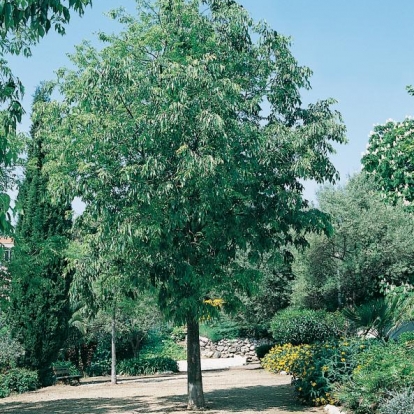 Celtis AUSTRALIS