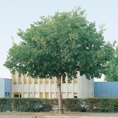 Celtis OCCIDENTALIS