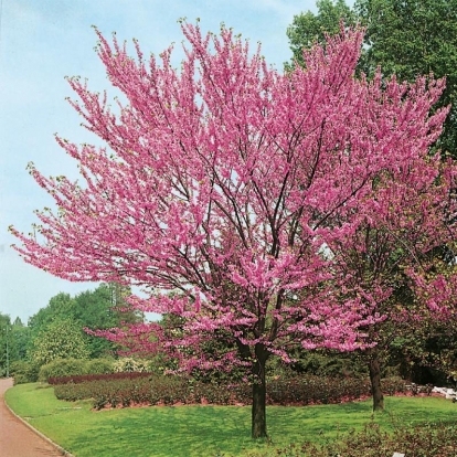 Cercis SILIQUASTRUM o Albero di Giuda