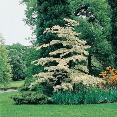 Cornus CONTROVERSA 'VARIEGATA'