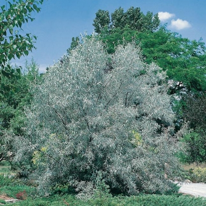 Elaeagnus ANGUSTIFOLIA