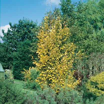 Fagus SYLVATICA 'DAWYCK GOLD'