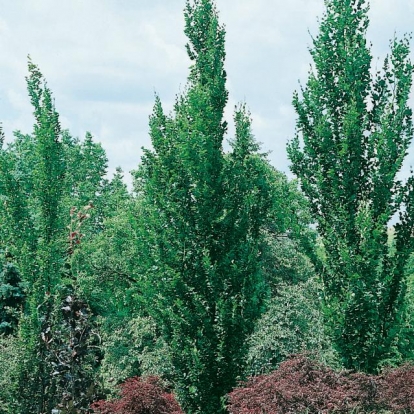 Fagus SYLVATICA 'DAWYCK' = 'FASTIGIATA'