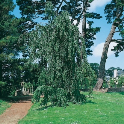 Fagus SYLVATICA 'PENDULA'