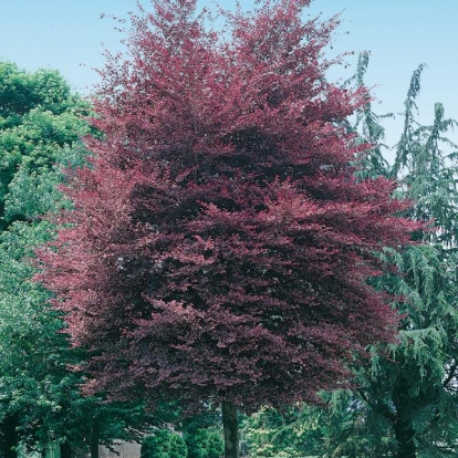 Fagus SYLVATICA 'TRICOLOR'