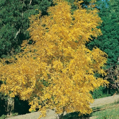 Fraxinus EXCELSIOR 'JASPIDEA'