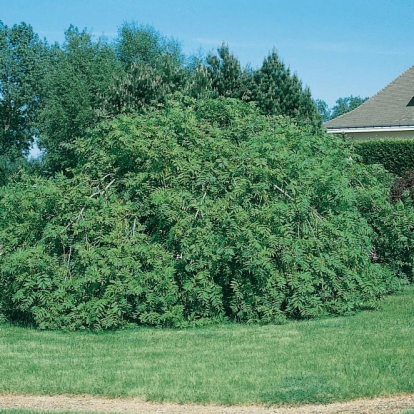 Fraxinus EXCELSIOR 'PENDULA'