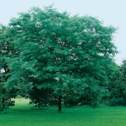 Gleditsia TRIACANTHOS 'SHADEMASTER'