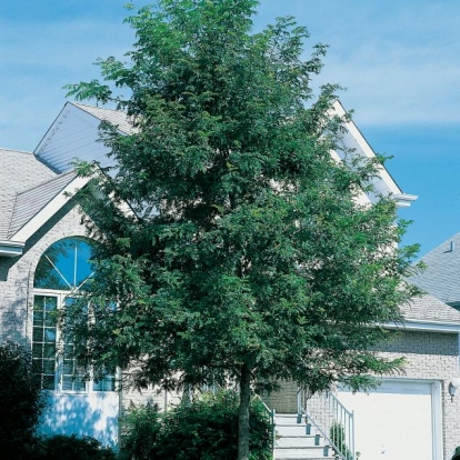 Gleditsia TRIACANTHOS 'SKYLINE'