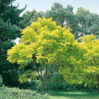 Gleditsia TRIACANTHOS 'SUNBURST'