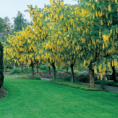 Laburnum x WATERERI 'VOSSII'