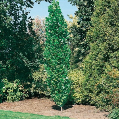 Liriodendron TULIPIFERA 'FASTIGIATA' in estate