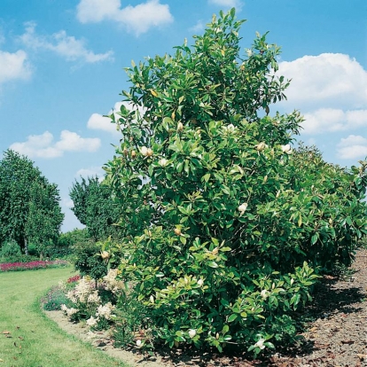 Magnolia GRANDIFLORA 'GALISSONIENSIS'