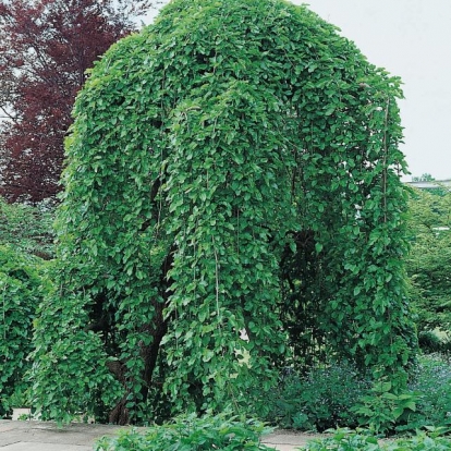 Morus ALBA 'PENDULA'