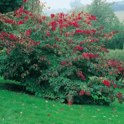 Parrotia PERSICA