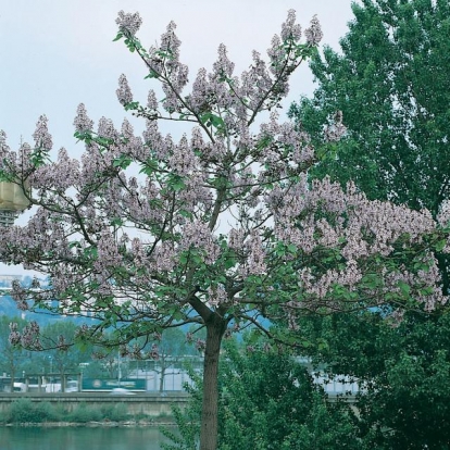 Paulownia TOMENTOSA = IMPERIALIS