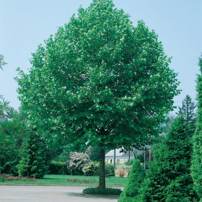 Platanus x ACERIFOLIA = X HISPANICA