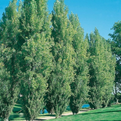 Populus NIGRA 'ITALICA'