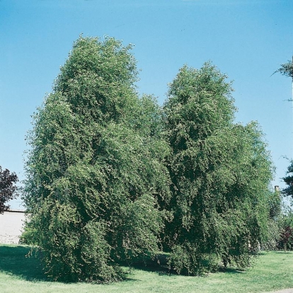 Populus SIMONII 'FASTIGIATA'