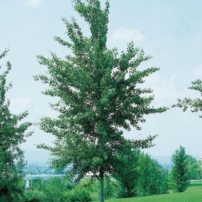 Populus TREMULA 'ERECTA'