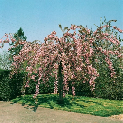 Prunus 'KIKU-SHIDARE-ZAKURA'
