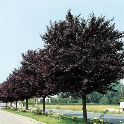 Prunus CERASIFERA 'ATROPURPUREA' = PISSARDII