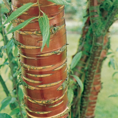 Prunus SERRULA dettaglio corteccia