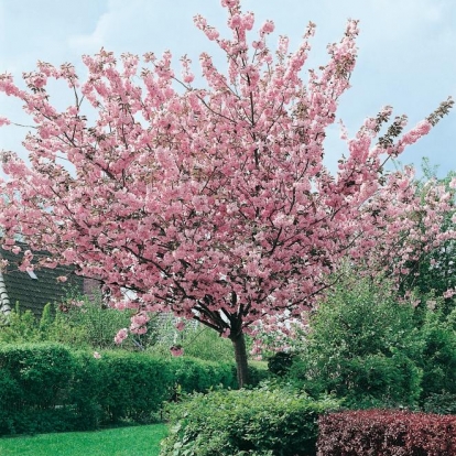 Prunus SERRULA 'KANZAN'