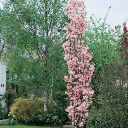 Prunus SERRULATA 'AMANOGAWA'