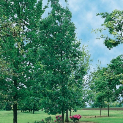 Quercus FRAINETTO = CONFERTA