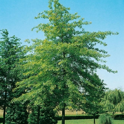 Quercus PALUSTRIS