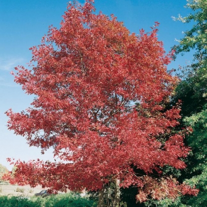 Quercus RUBRA  in autunno