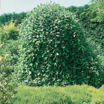 Salix CAPREA 'PENDULA' = CAPREA 'KILMARNOLK' in estate